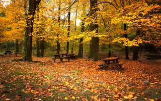 Картинка деревья, листва, скамейки, Лес, осень