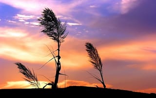 Картинка трава, Облака, растение