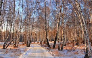 Картинка лес, снег, дорога, берёзы, Зима