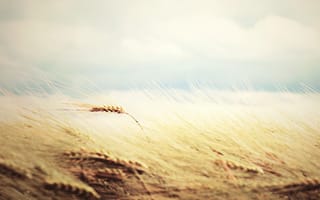 Картинка Пшеница, поле, hd, нежно, мягко, рожь, nature