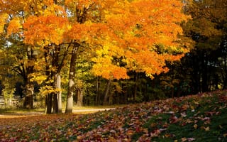 Картинка autumn colors, осень впереди, покров, листва, Деревья