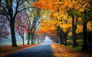 Обои trees, path, walk, autumn, park, leaves, colors, Road, fall, colorful, forest