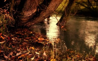 Картинка полоски, вода, полосы, озеро, желтые опавшие листья, река, Природа, осень