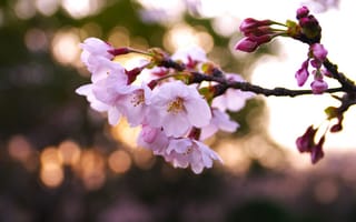 Обои весна, цветы, сакура, Ветка, розовые, вишня, лепестки
