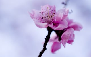 Обои сакура, небо, розовый, ветка, весна, Цветок