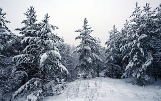 Обои лес, Зима, деревья, снег