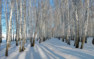Картинка Берёзы, зима, снег