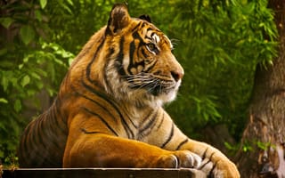 Картинка зверь, Тигр, отдых, хищник