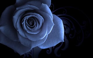 Картинка Голубая роза, узорный, заставка