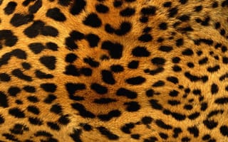 Картинка оранжевый, пятна, шкура, Леопард