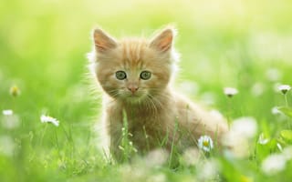 Картинка котенок, лето, ромашки, трава, рыжий, Kitten