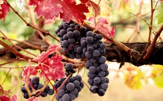Обои грозь, плоды, ягоды, осень, урожай, листья, Виноград, лоза