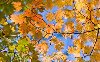 Картинка снизу, осень, Autumn lifs, листья, вид, жёлтые
