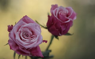 Обои макро, роза, розовая, розы, цветы, размытость