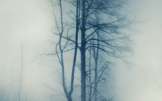 Картинка природа, Деревья, туман