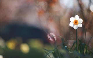 Картинка Нарцисс, цветок, макро, трава, зеленая, белый