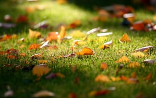 Картинка газон, листья, осень, опадают, Трава