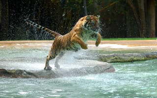 Картинка вода, Тигр, tiger, water, jump, лапа, прыжок, powerful animal