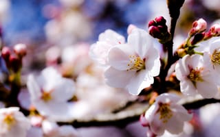 Обои весна, небо, яблоня, белые, деревья, Цветы, ветки