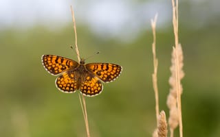 Картинка Butterfly, stalks, open wings, крылья, wings, antennae