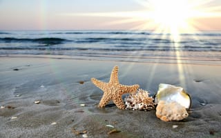 Картинка морская звезда, океан, вода, волны, Ракушки, море, песок