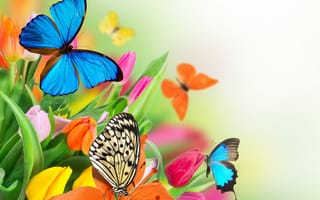 Картинка spring, butterflies, beautiful, tulips, цветы, colorful