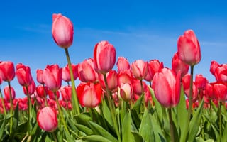 Картинка Тюльпаны, tulips, цветы, весна, бутоны, небо