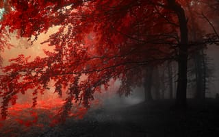 Картинка серый, красный, деревья, Осень