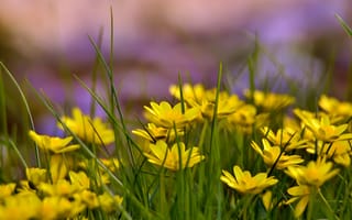 Картинка трава, поляна, Желтые цветы, лето