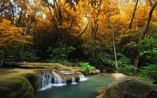 Картинка река, осень, деревья, Лес, папоротник