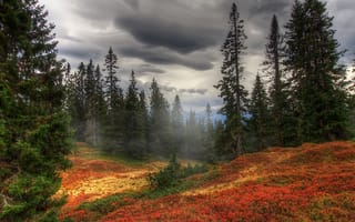 Картинка деревья, Осень, туман, лес