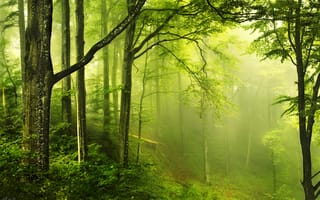 Картинка лес, Природа, зелень, дымка, яд