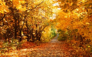Картинка дорожка, Осень, листья