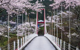Картинка Япония, Весна, цветы