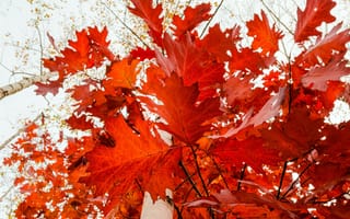 Картинка листья, золотая, деревья, осень, Лес, листва, ветки