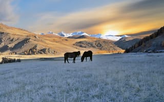 Картинка лошади, осень, Алтай