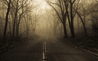 Картинка осень, дорога, Природа, парк, утро, туман