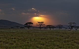 Картинка кения, саванна, закат, Африка