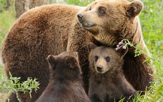 Обои медведица, Медведи, медвежата, детёныши