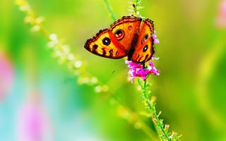 Картинка лето, насекомое, цвета, яркие, цветок, Бабочка, природа