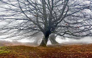 Картинка Mountain oaks, mist, tree