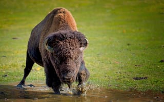 Картинка природа, buffalo