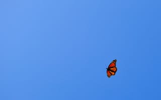 Картинка минимализм, оранжевая, полет, небо, Бабочка, голубое