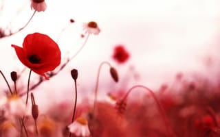 Картинка красные цветы, поле, Маки