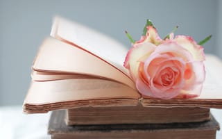 Картинка розовая, цветок, Роза, страницы, книги
