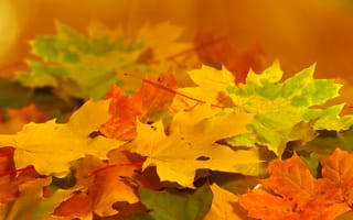 Картинка желтые, оранжевые, осень, листья, зеленые, природа