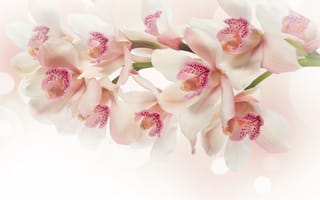 Картинка белые, цветы, розовые, орхидея, ветка