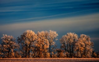 Картинка иней, зима, деревья, природа, небо, поле