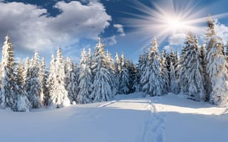 Обои лес, зима, снег, ёлки, облака, солнце, тропинка