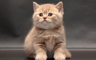 Картинка малыш, котёнок, Британская короткошёрстная кошка